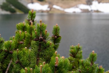 Tatra dağları manzaralı. Dağlardaki göl. Polonya