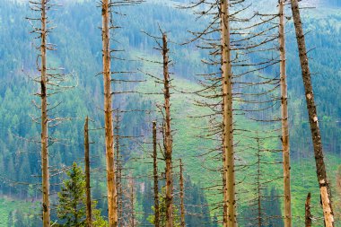 Çam ormanı. Atmosferik doğal arka plan. Tatra dağları