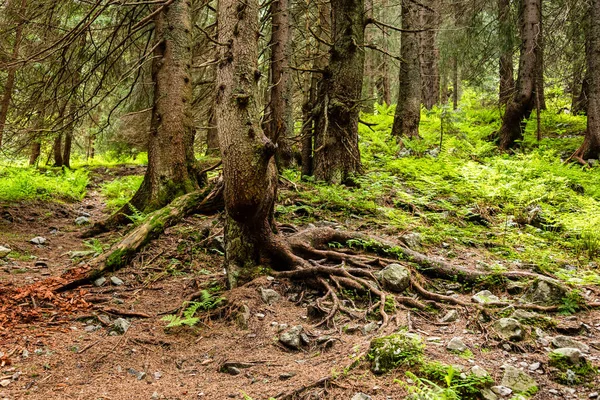 Korzenie Starych Drzew Głębokim Lesie Tatrach Polska — Zdjęcie stockowe