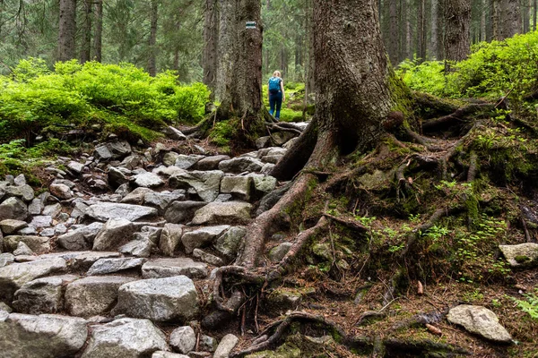 Path in deep pine forest. Tatra mountains. Poland