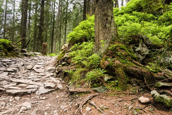Camino Bosque Pinos Profundos Montañas Tatra Polonia — Foto de Stock