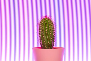 Soyut mor ışık arka planında şirin küçük kaktüsler.