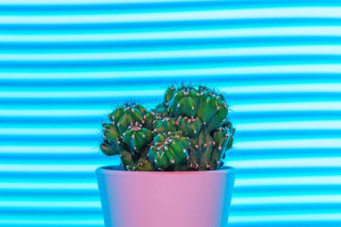 Soyut mavi ışık arka planında şirin küçük kaktüsler