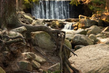 Sonbahar ormanın derin ağaç kökleri manzarası