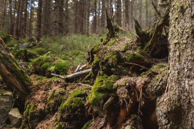 Ormanda yosun kaplı kökler. Ağaçların birbirine sarılmış güzel kökleri ormandaki yosun ve yeşilliklerle kaplıdır..