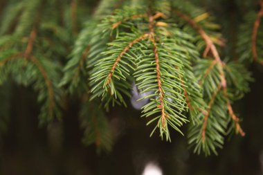 Yeşil çam dalları, yakın plan fotoğraf.