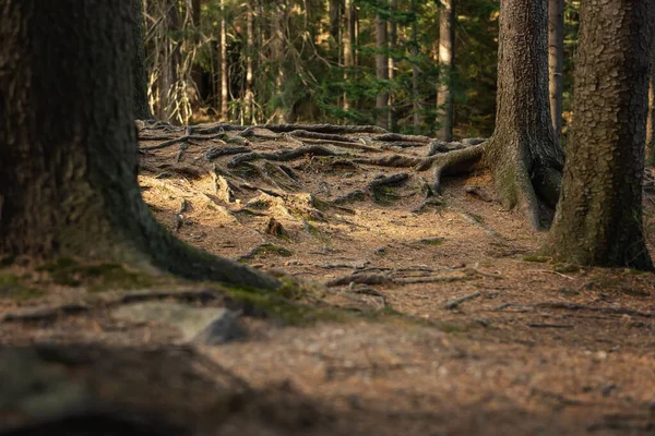 Árbol Masivo Con Viejas Raíces Torcidas Sobre Fondo Del Bosque — Foto de Stock