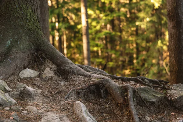 Massivt Träd Med Gamla Krokiga Rötter Skog Bakgrund — Stockfoto