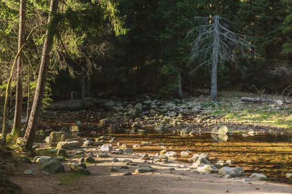 Bosque Profundo Otoño Karpacz Polonia Europa — Foto de Stock