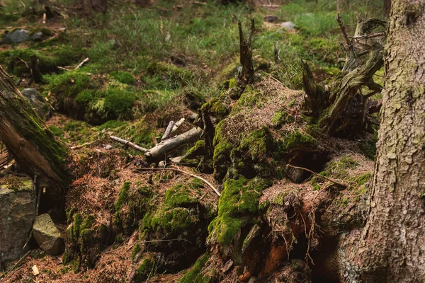Korzenie Pokryte Mchem Lesie Piękne Przeplatające Się Korzenie Drzew Pokrytych — Zdjęcie stockowe