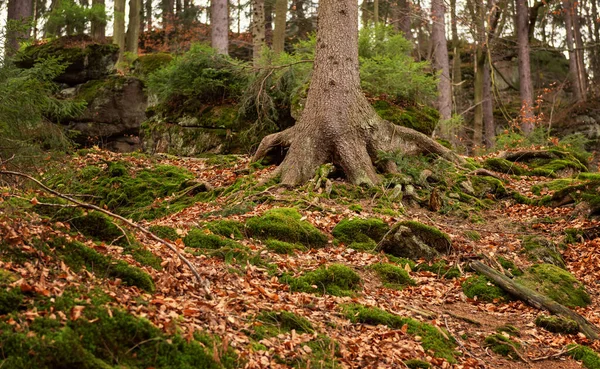 Mystisk Skog Med Gamla Träd Ihåliga Krokiga Rötter — Stockfoto