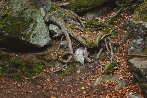 Tajemniczy Las Starymi Drzewami Dziurami Krzywymi Korzeniami — Zdjęcie stockowe