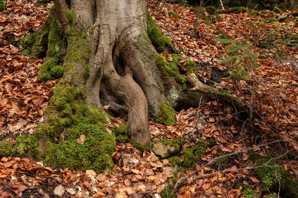 Forêt Mystérieuse Avec Vieux Arbres Des Creux Des Racines Tordues — Photo