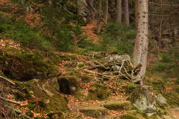 Rötter Täckta Med Mossa Skogen Vackra Sammanflätade Rötter Träd Täckta — Stockfoto