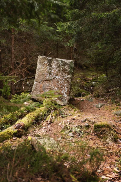 Höstens Djupa Skog Naturlig Bakgrund Karpacz Polen Europa — Stockfoto