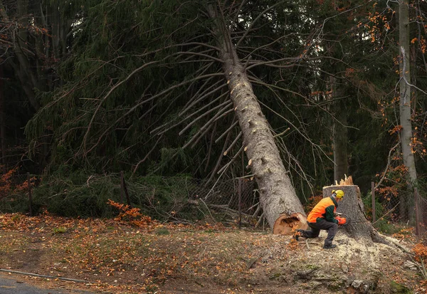 Trabalhador Madeireiro Lenhador Engrenagem Protetora Cortando Lenha Árvore Floresta Com — Fotografia de Stock