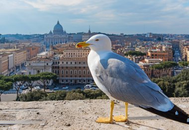 Roma 'daki Vatikan' ın bulanık arka planındaki martı. İtalya