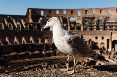 Roma 'daki kolezyumun bulanık arka planındaki martı. İtalya