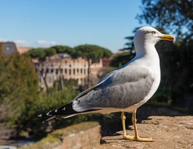 Roma 'daki kolezyumun bulanık arka planındaki martı. İtalya