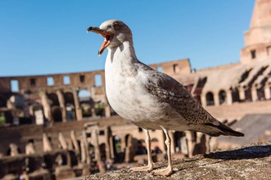 Roma 'daki kolezyumun bulanık arka planındaki martı. İtalya