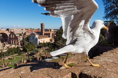 Roma 'daki Romano forumunun bulanık arka planındaki martı. İtalya