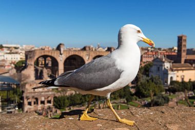 Roma 'daki Romano forumunun bulanık arka planındaki martı. İtalya