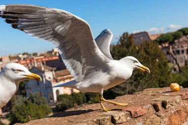 Roma 'daki Romano forumunun bulanık arka planındaki martı. İtalya