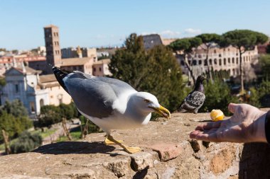 Roma 'daki Romano forumunun bulanık arka planındaki martı. İtalya