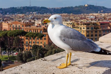 Roma 'nın bulanık arka planındaki martı. İtalya