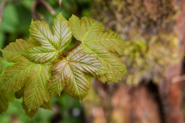 Flora 'nın vahşi ormanın derinliklerindeki fotoğrafını çek.