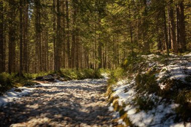 Bahar kozalaklı ormanında dağ yürüyüşü yolu. Tatra dağı. Yerel seyahat kavramı