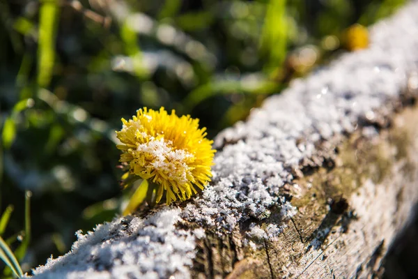 Yellow dandelion in the snow. Spring begins in Tatra mountains