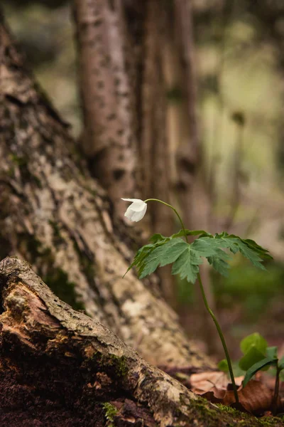 Small Tiny Flower Deep Forest Old Trees — 스톡 사진