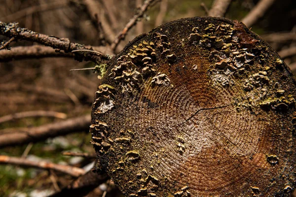 Close-up photo of cross section of the tree in a deep forest