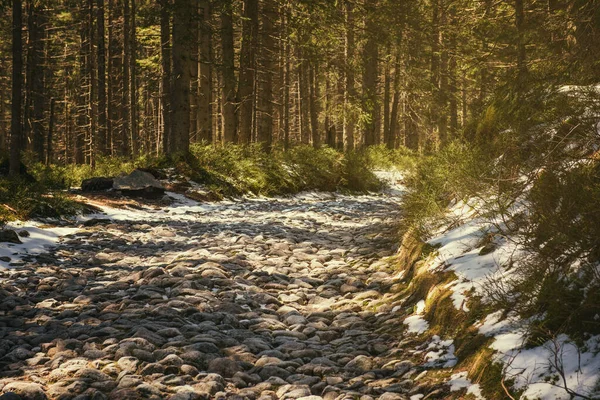 Ruta Montaña Piedra Bosque Coníferas Primavera Montaña Tatra Concepto Viaje — Foto de Stock