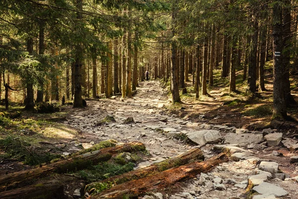 Ruta Montaña Piedra Bosque Coníferas Primavera Montaña Tatra Concepto Viaje — Foto de Stock