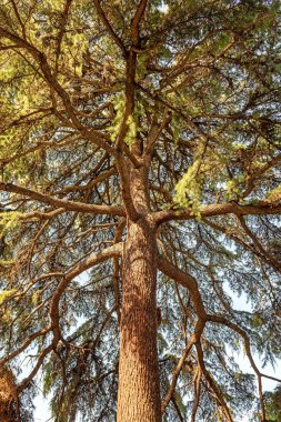 Çam ağacı, güneş ışığıyla uzun ve yaşlı ağacın alt manzarası. Her zaman yeşil sedir ağacı
