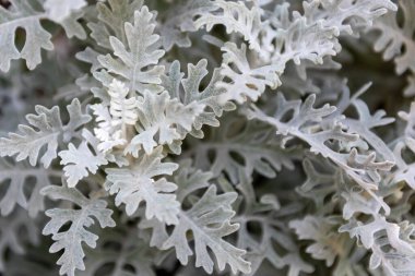 Bahçedeki Centaurea sinemasının gri yumuşak yaprakları