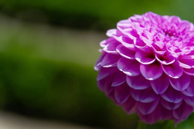 Bulanık bir arka planda pembe paskalya çiçeği. Fotoğrafı kapat.