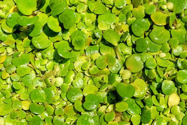 stock image American spongeplant is a floating aquatic plant. Frogbit garden plant 