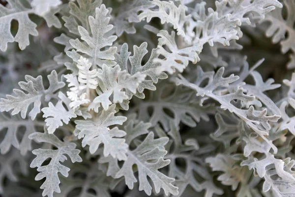 Bahçedeki Centaurea sinemasının gri yumuşak yaprakları
