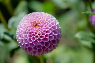 Bulanık bir arka planda pembe paskalya çiçeği. Fotoğrafı kapat.