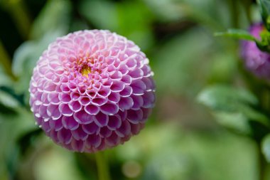 Bulanık bir arka planda pembe paskalya çiçeği. Fotoğrafı kapat.