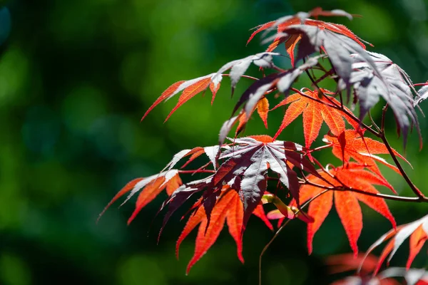 Japán Juharfalevél Homályos Háttérrel — Stock Fotó