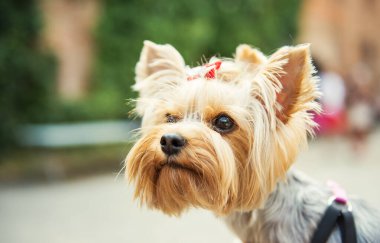 Yorkshire Terrier 'in yakın çekimi. Küçük şirin köpek.
