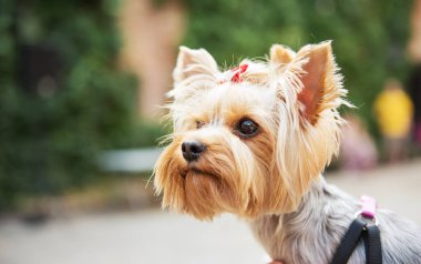 Yorkshire Terrier 'in yakın çekimi. Küçük şirin köpek.