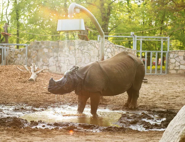 Rinoceronte Zoológico Tomar Una Ducha —  Fotos de Stock