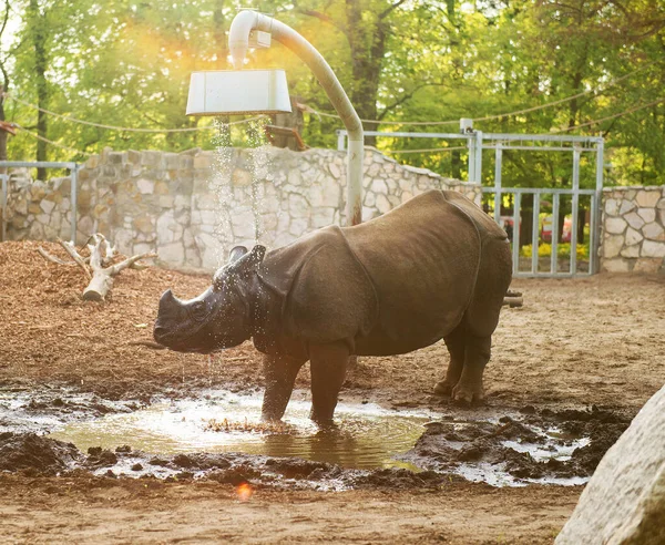 Rinoceronte Zoológico Tomar Una Ducha — Foto de Stock