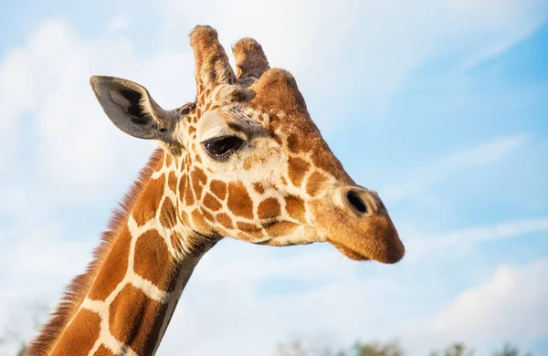 Cerca Foto Jirafa Zoológico — Foto de Stock