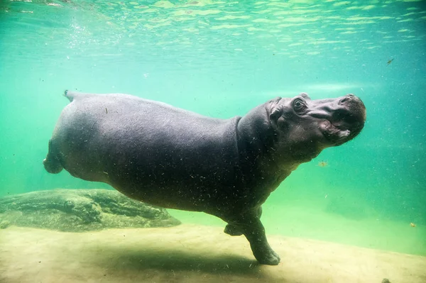 Lindo Hipopótamo Nadar Bajo Agua Zoológico — Foto de Stock